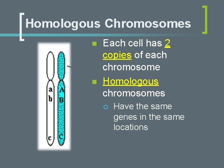 Homologous Chromosomes n n Each cell has 2 copies of each chromosome Homologous chromosomes