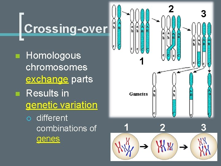 2 3 Crossing-over n n Homologous chromosomes exchange parts Results in genetic variation ¡