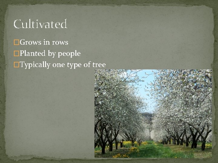 Cultivated �Grows in rows �Planted by people �Typically one type of tree 