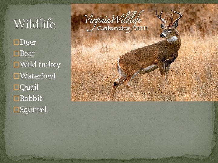 Wildlife �Deer �Bear �Wild turkey �Waterfowl �Quail �Rabbit �Squirrel 