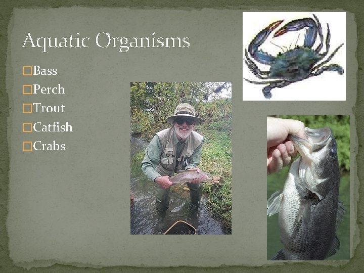 Aquatic Organisms �Bass �Perch �Trout �Catfish �Crabs 