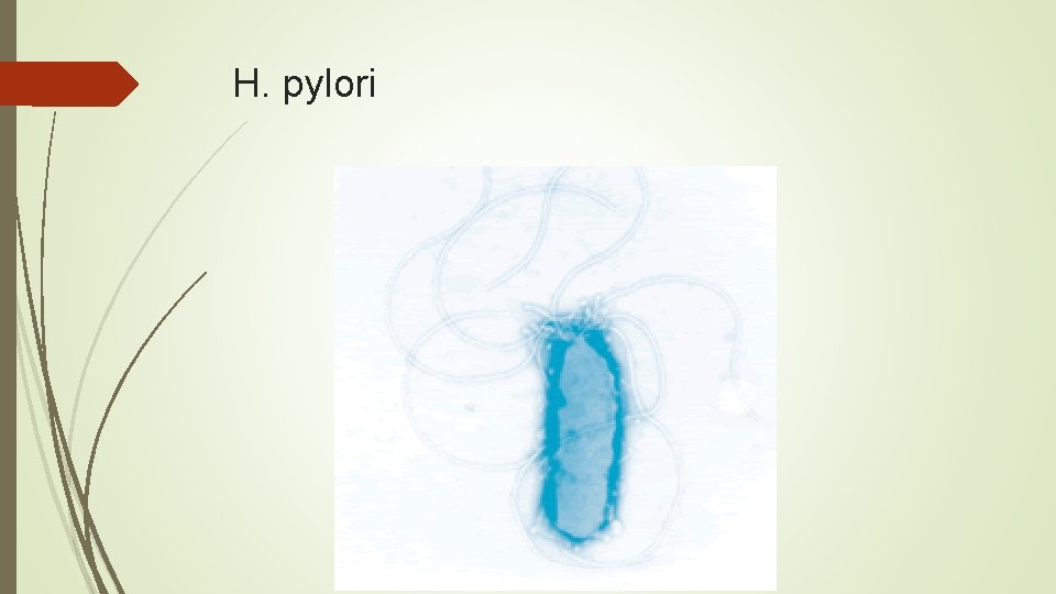 H. pylori 