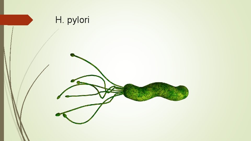 H. pylori 