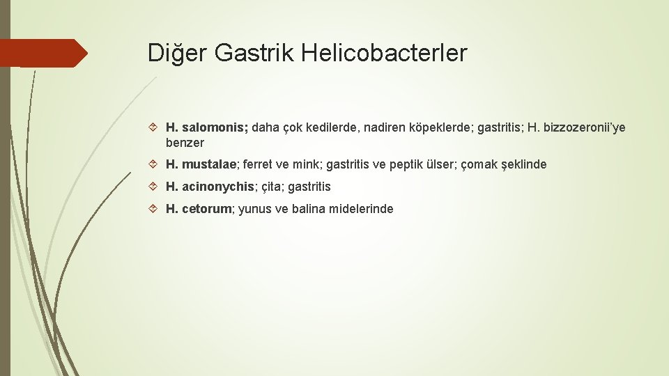 Diğer Gastrik Helicobacterler H. salomonis; daha çok kedilerde, nadiren köpeklerde; gastritis; H. bizzozeronii’ye benzer