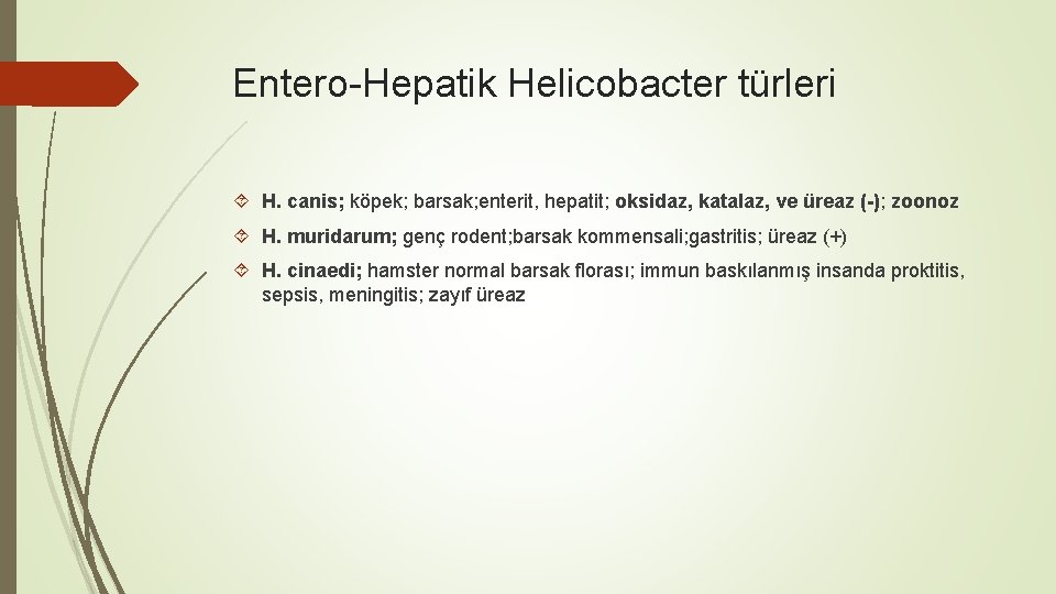 Entero-Hepatik Helicobacter türleri H. canis; köpek; barsak; enterit, hepatit; oksidaz, katalaz, ve üreaz (-);