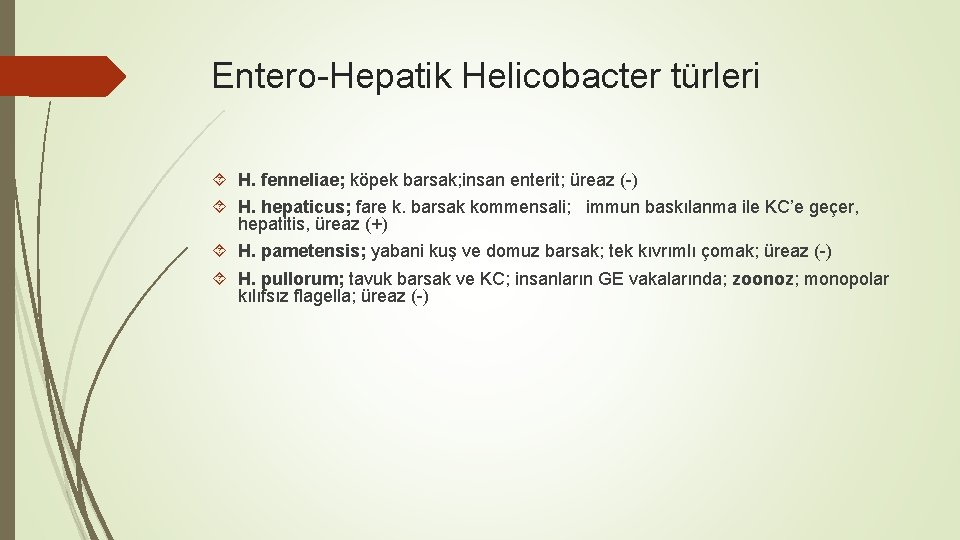 Entero-Hepatik Helicobacter türleri H. fenneliae; köpek barsak; insan enterit; üreaz (-) H. hepaticus; fare