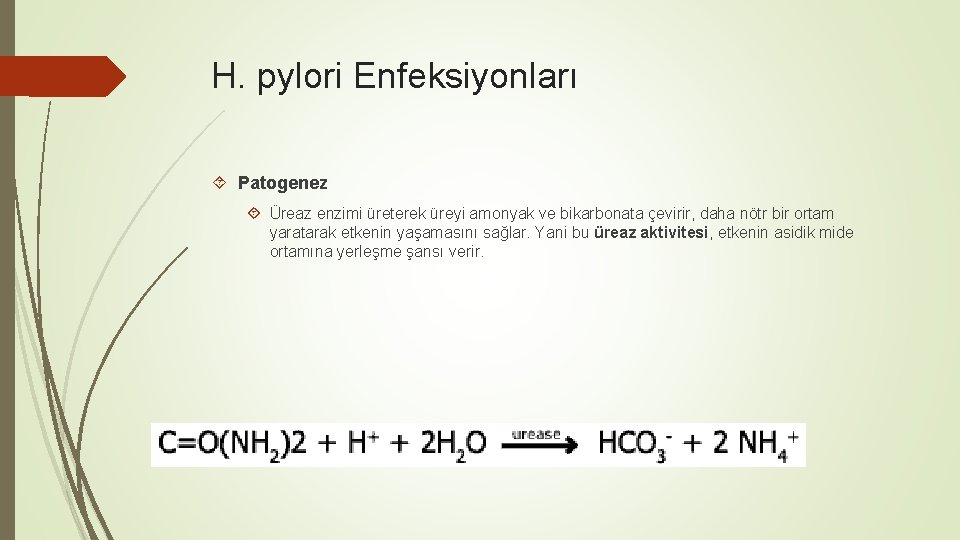 H. pylori Enfeksiyonları Patogenez Üreaz enzimi üreterek üreyi amonyak ve bikarbonata çevirir, daha nötr