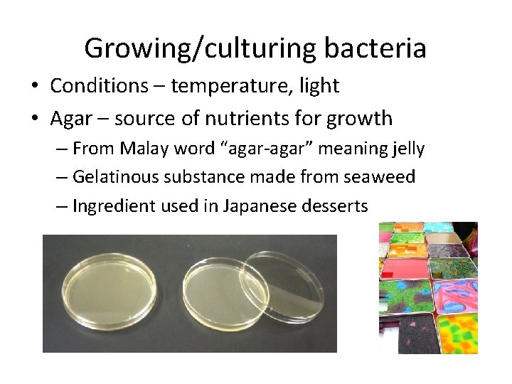 Growing/culturing bacteria • Conditions – temperature, light • Agar – source of nutrients for