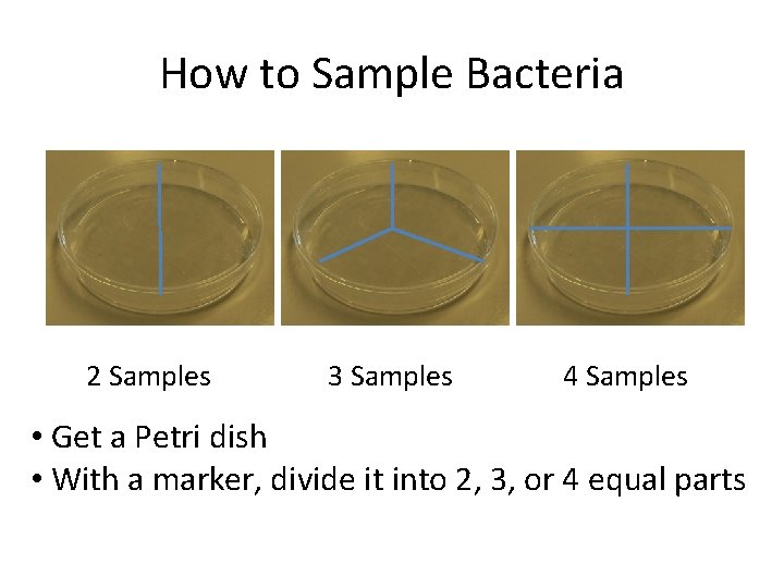 How to Sample Bacteria 2 Samples 3 Samples 4 Samples • Get a Petri