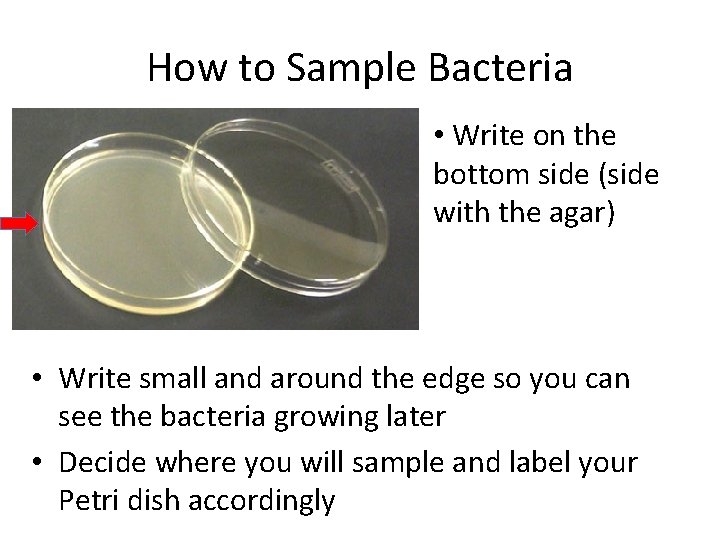 How to Sample Bacteria • Write on the bottom side (side with the agar)