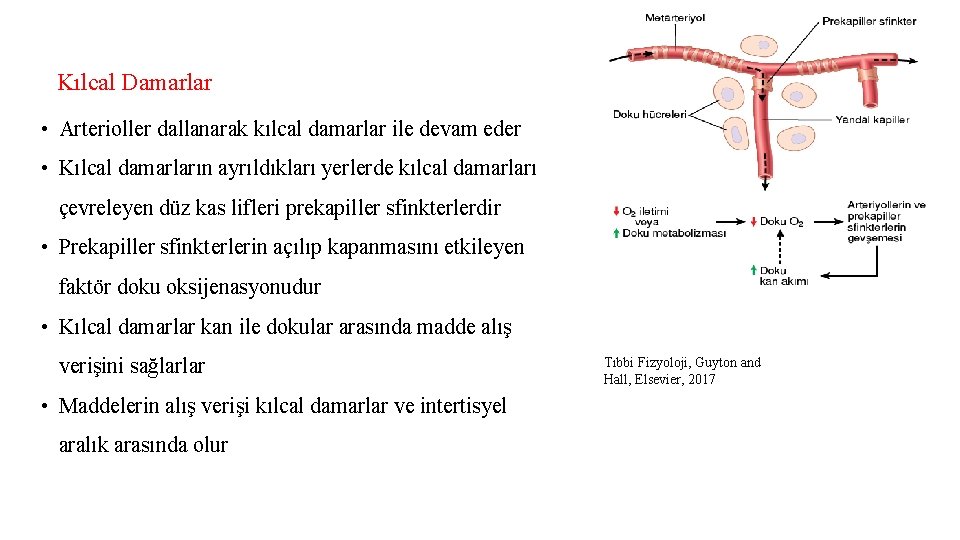 Kılcal Damarlar • Arterioller dallanarak kılcal damarlar ile devam eder • Kılcal damarların ayrıldıkları