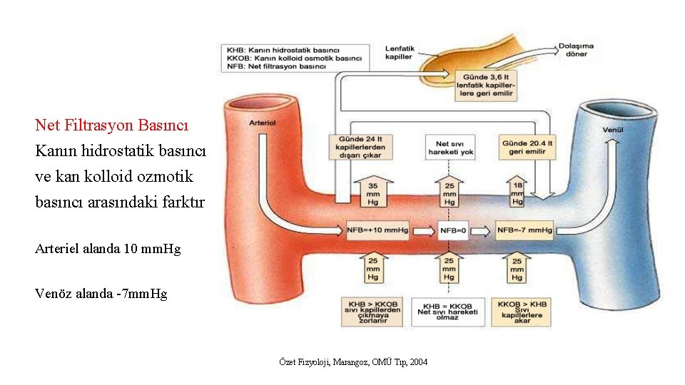 Net Filtrasyon Basıncı Kanın hidrostatik basıncı ve kan kolloid ozmotik basıncı arasındaki farktır Arteriel