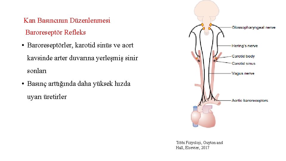 Kan Basıncının Düzenlenmesi Baroreseptör Refleks • Baroreseptörler, karotid sinüs ve aort kavsinde arter duvarına