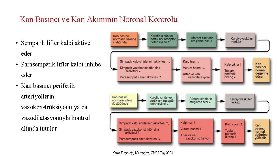 Kan Basıncı ve Kan Akımının Nöronal Kontrolü • Sempatik lifler kalbi aktive eder •