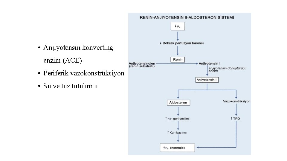  • Anjiyotensin konverting enzim (ACE) • Periferik vazokonstrüksiyon • Su ve tuz tutulumu