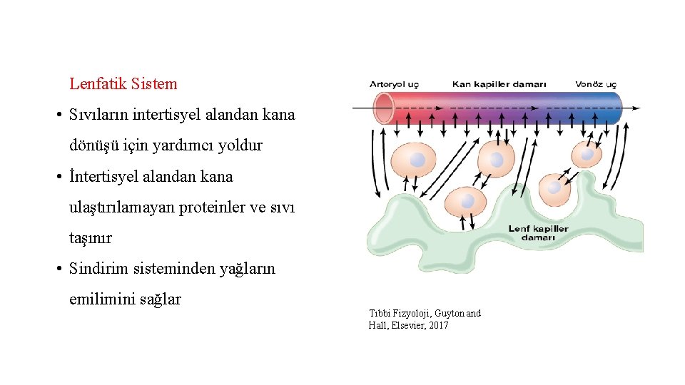 Lenfatik Sistem • Sıvıların intertisyel alandan kana dönüşü için yardımcı yoldur • İntertisyel alandan