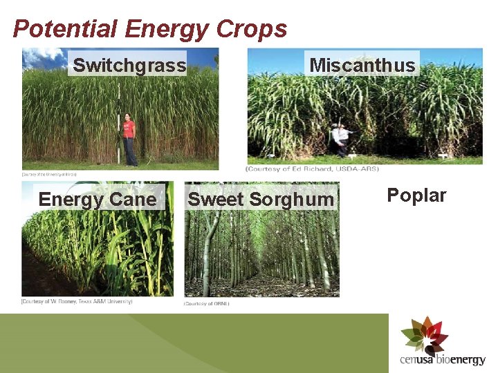 Potential Energy Crops Switchgrass Energy Cane Miscanthus Sweet Sorghum Poplar 