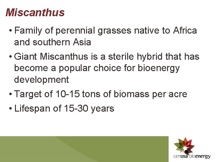 Miscanthus • Family of perennial grasses native to Africa and southern Asia • Giant