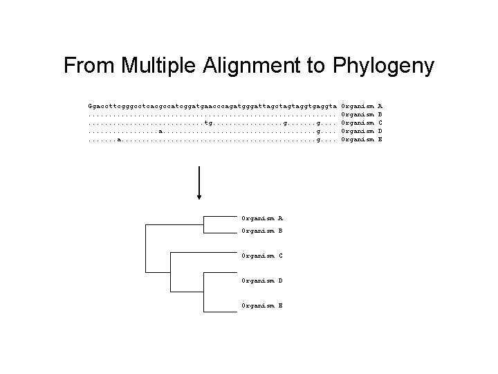 From Multiple Alignment to Phylogeny Ggaccttcgggcctcacgccatcggatgaacccagatgggattagctagtaggtgaggta. . . . . . tg. . .