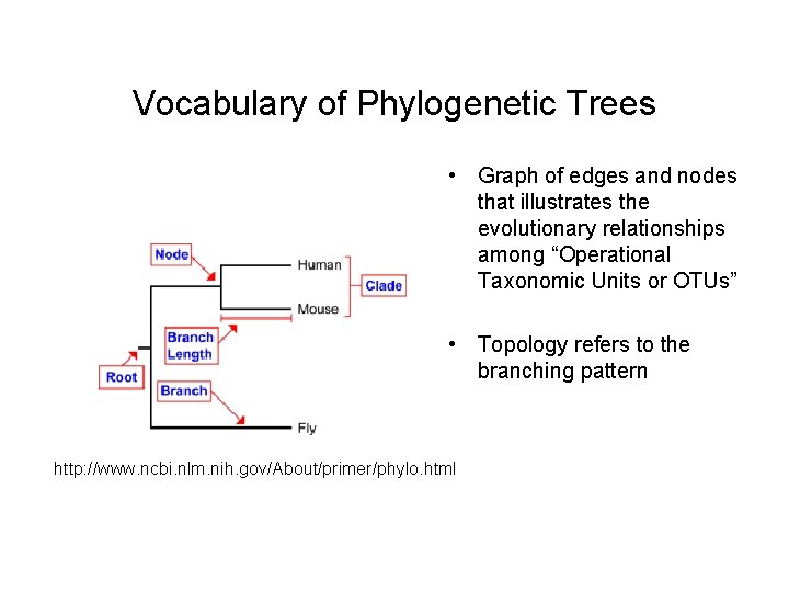 Vocabulary of Phylogenetic Trees • Graph of edges and nodes that illustrates the evolutionary