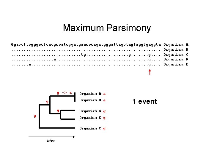 Maximum Parsimony Ggaccttcgggcctcacgccatcggatgaacccagatgggattagctagtaggtgaggta. . . . . . tg. . . a. . .