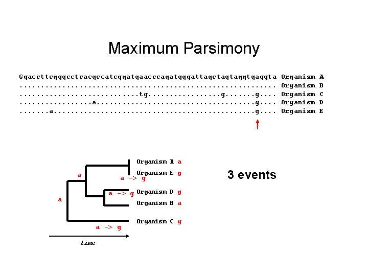 Maximum Parsimony Ggaccttcgggcctcacgccatcggatgaacccagatgggattagctagtaggtgaggta. . . . . . tg. . . a. . .