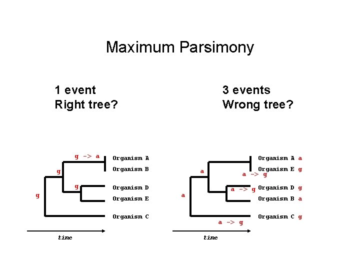 Maximum Parsimony 1 event Right tree? g -> a Organism A a Organism B