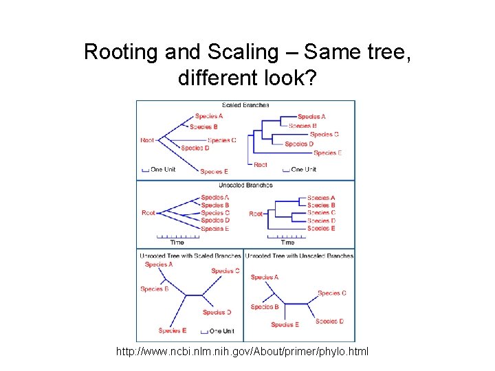 Rooting and Scaling – Same tree, different look? http: //www. ncbi. nlm. nih. gov/About/primer/phylo.