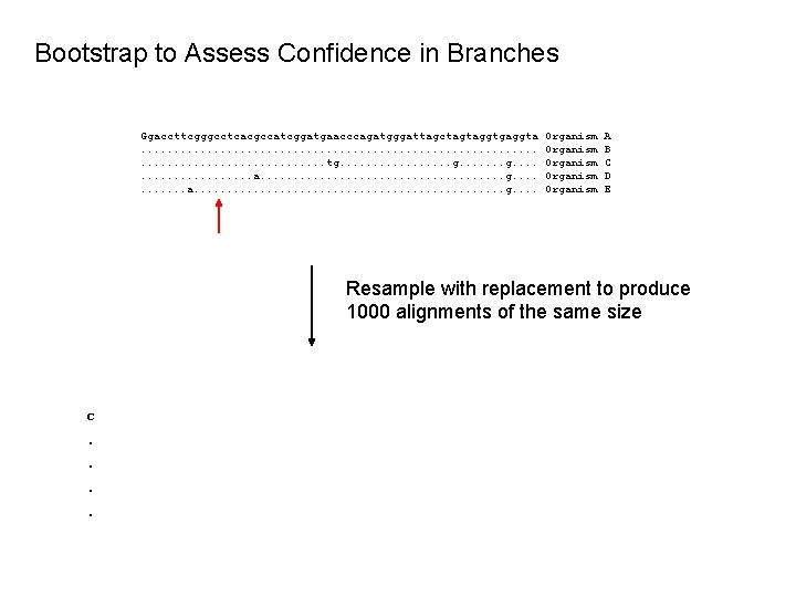 Bootstrap to Assess Confidence in Branches Ggaccttcgggcctcacgccatcggatgaacccagatgggattagctagtaggtgaggta. . . . . . tg. .
