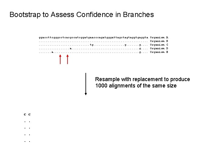 Bootstrap to Assess Confidence in Branches ggaccttcgggcctcacgccatcggatgaacccagatgggattagctagtaggtgaggta. . . . . . tg. .