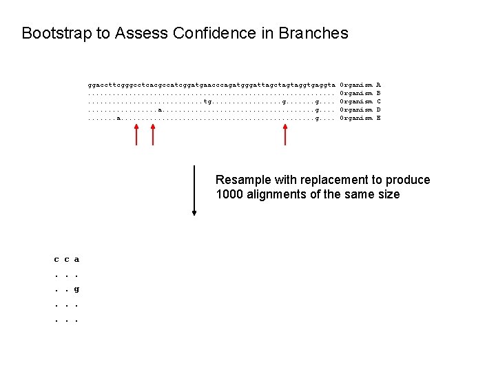 Bootstrap to Assess Confidence in Branches ggaccttcgggcctcacgccatcggatgaacccagatgggattagctagtaggtgaggta. . . . . . tg. .