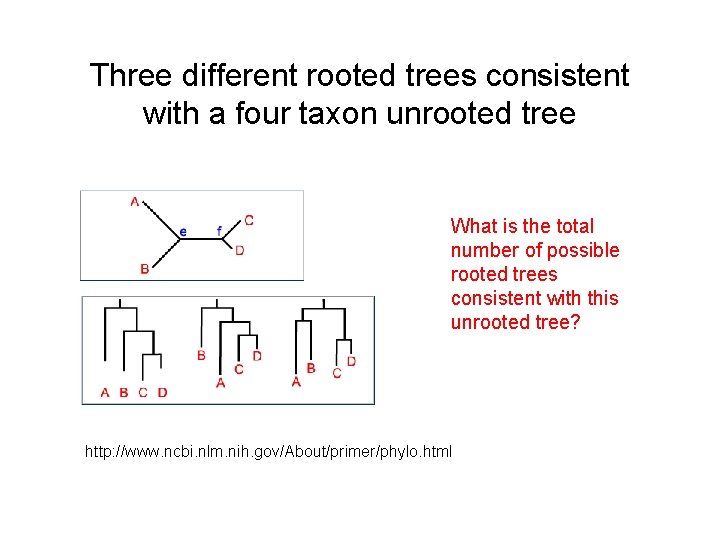 Three different rooted trees consistent with a four taxon unrooted tree What is the