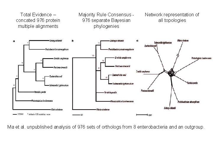 Total Evidence – concated 976 protein multiple alignments Majority Rule Consensus 976 separate Bayesian