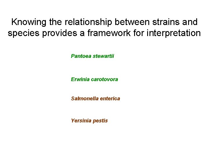 Knowing the relationship between strains and species provides a framework for interpretation Pantoea stewartii