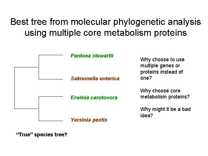 Best tree from molecular phylogenetic analysis using multiple core metabolism proteins Pantoea stewartii Salmonella
