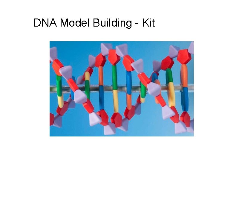DNA Model Building - Kit 