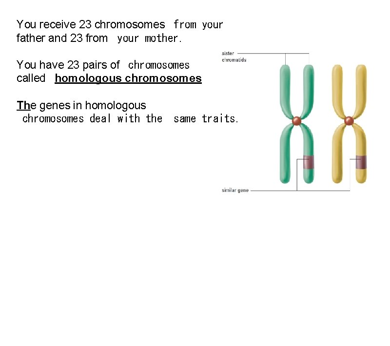 You receive 23 chromosomes from your father and 23 from your mother. You have