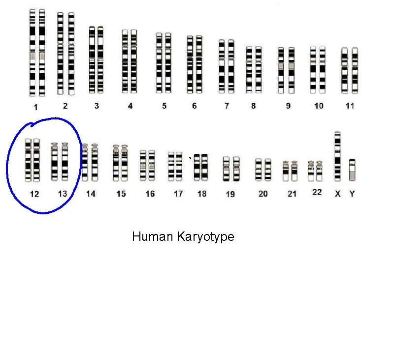 ` Human Karyotype 