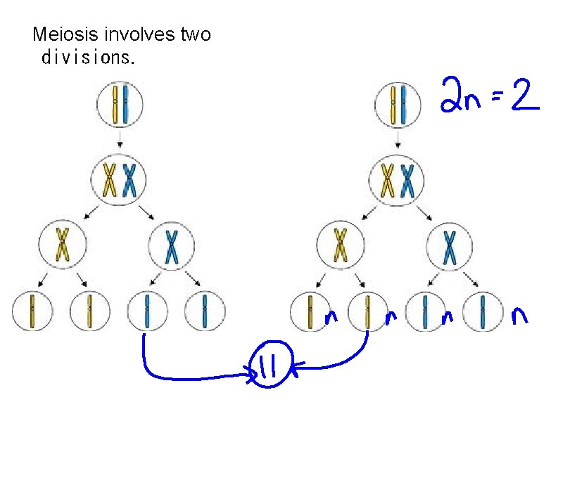 Meiosis involves two divisions. Meiosis II 