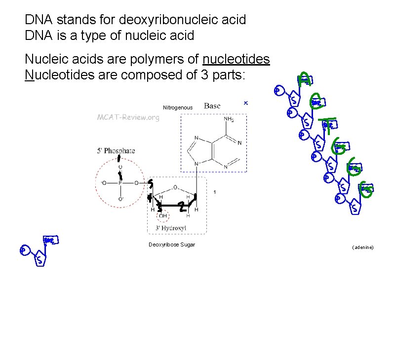 DNA stands for deoxyribonucleic acid DNA is a type of nucleic acid Nucleic acids