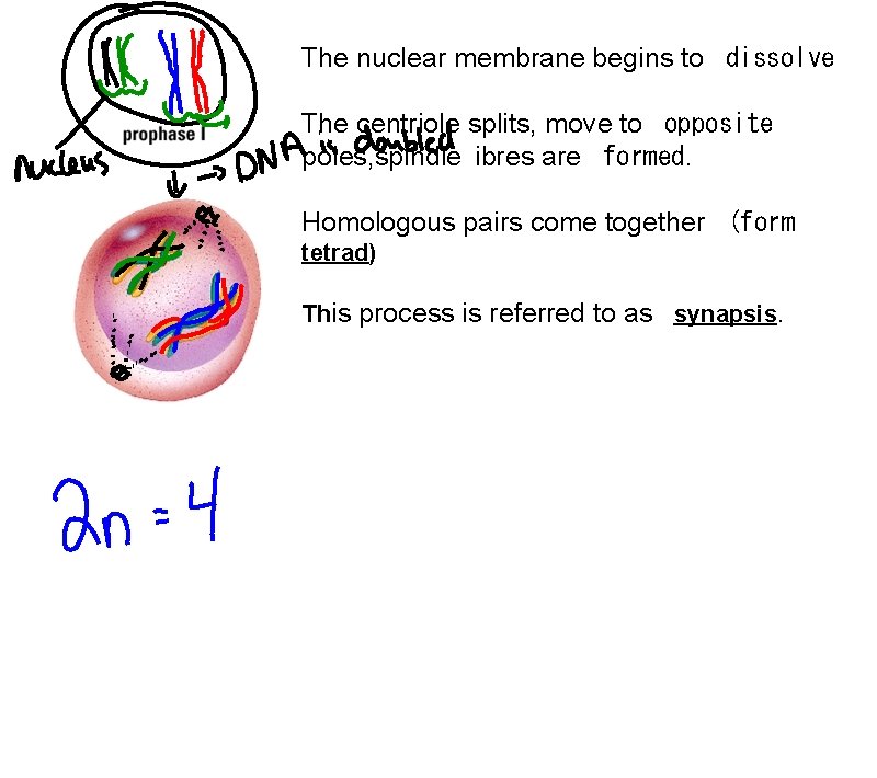 The nuclear membrane begins to dissolve The centriole splits, move to opposite poles, spindle