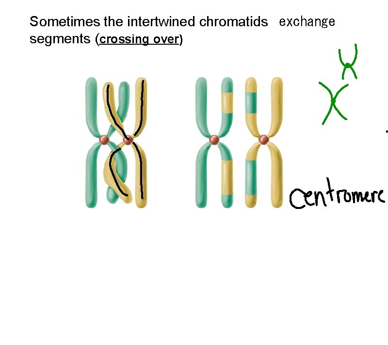 Sometimes the intertwined chromatids exchange segments (crossing over) 