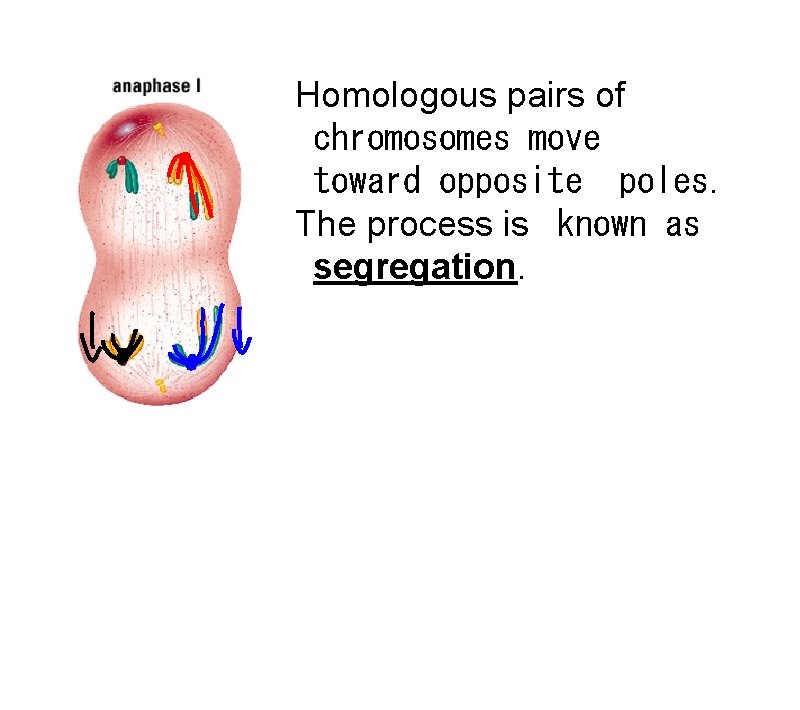 Homologous pairs of chromosomes move toward opposite poles. The process is known as segregation.