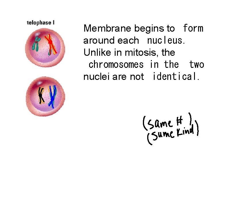 Membrane begins to form around each nucleus. Unlike in mitosis, the chromosomes in the