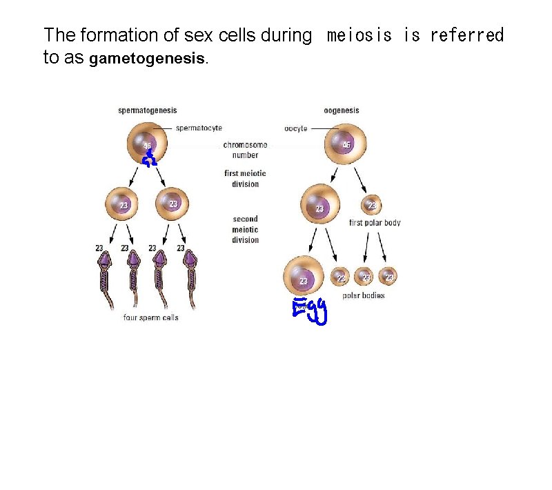 The formation of sex cells during meiosis is referred to as gametogenesis. 