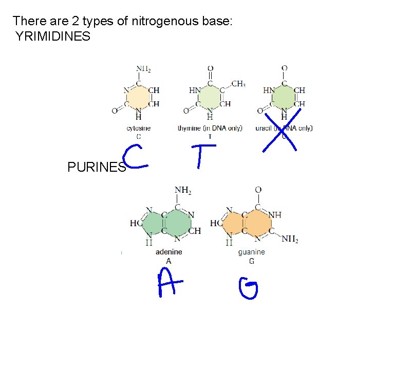 There are 2 types of nitrogenous base: YRIMIDINES PURINES 