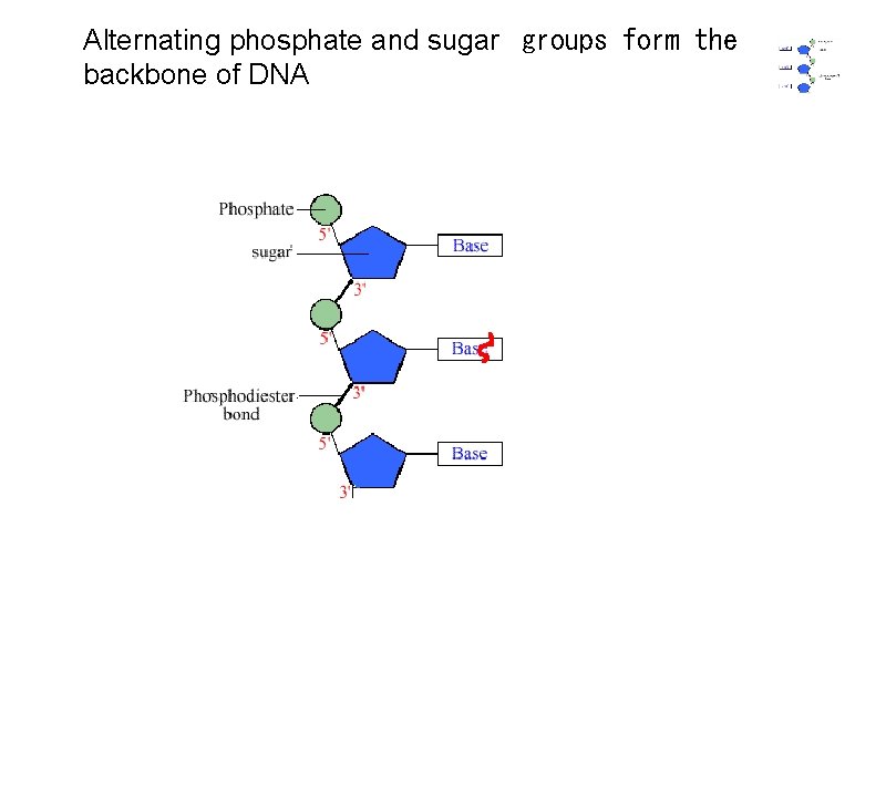 Alternating phosphate and sugar groups form the backbone of DNA 