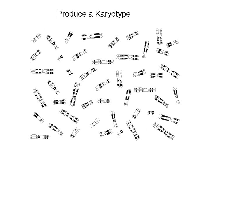 Produce a Karyotype 