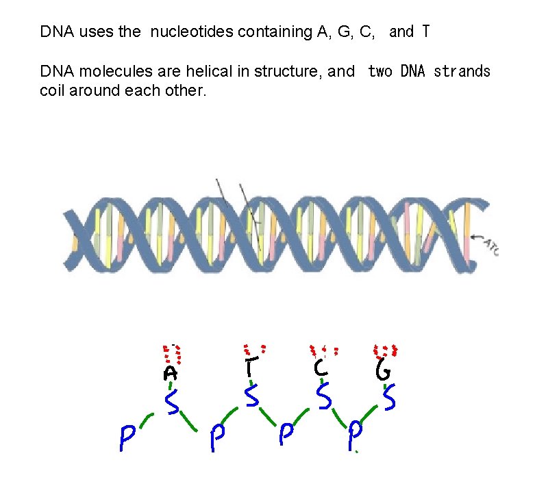 DNA uses the nucleotides containing A, G, C, and T DNA molecules are helical