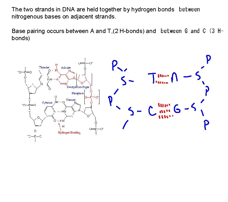 The two strands in DNA are held together by hydrogen bonds between nitrogenous bases